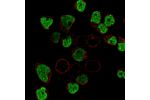 Immunofluorescent staining of human cell line REH shows localization to nucleoplasm.