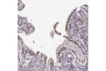 Immunohistochemical staining of human gallbladder shows strong nuclear positivity in glandular cells.