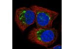 Immunofluorescent staining of human cell line HaCaT shows localization to the Golgi apparatus.