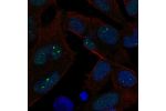Immunofluorescent staining of human cell line SH-SY5Y shows localization to nucleus & nuclear bodies.