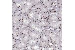 Immunohistochemical staining of human kidney shows strong nuclear positivity in cells in tubules.