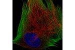 Immunofluorescent staining of human cell line BJ shows localization to actin filaments.