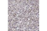 Immunohistochemical staining of human adrenal gland shows strong nuclear positivity in glandular cells.