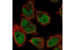 Immunofluorescent staining of human cell line U-251 MG shows localization to nucleoplasm & vesicles.