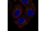 Immunofluorescent staining of human cell line A549 shows localization to the Golgi apparatus & vesicles.