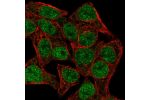 Immunofluorescent staining of human cell line Hep G2 shows localization to nucleoplasm.