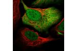 Immunofluorescent staining of human cell line U-2 OS shows localization to nucleoplasm, plasma membrane & cytosol.