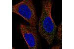 Immunofluorescent staining of human cell line U-2 OS shows localization to cytosol.