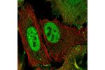 Immunofluorescent staining of human cell line U-2 OS shows localization to nucleoplasm, plasma membrane & cell junctions.