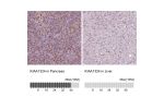 Immunohistochemistry analysis in human prostate and liver tissues using Anti-KIAA1324 antibody. Corresponding KIAA1324 RNA-seq data are presented for the same tissues.