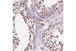 Immunohistochemical staining of human testis shows strong nuclear positivity in cells in seminiferous ducts and Leydig cells.