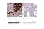 Immunohistochemistry analysis in human adrenal gland and testis tissues using HPA070789 antibody. Corresponding DBH RNA-seq data are presented for the same tissues.