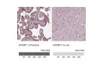 Immunohistochemistry analysis in human placenta and liver tissues using HPA070841 antibody. Corresponding EFEMP1 RNA-seq data are presented for the same tissues.