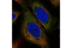 Immunofluorescent staining of human cell line U-2 OS shows localization to cytosol.