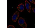 Immunofluorescent staining of human cell line HEL shows localization to the Golgi apparatus.