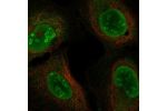 Immunofluorescent staining of human cell line U-2 OS shows localization to nucleoplasm & nucleoli.