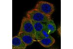 Immunofluorescent staining of human cell line MCF7 shows localization to cytosol & cytokinetic bridge.