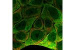 Immunofluorescent staining of human cell line RT4 shows localization to nucleoplasm & plasma membrane.