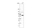 Western blot analysis in human liver tissue.