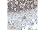Immunohistochemical staining of human rectum shows moderate granular cytoplasmic positivity in peripheral nerve / ganglion and glandular cells.