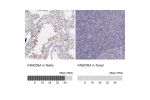 Immunohistochemistry analysis in human testis and tonsil tissues using HPA071267 antibody. Corresponding FAM205A RNA-seq data are presented for the same tissues.