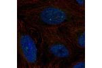 Immunofluorescent staining of human cell line U-2 OS shows localization to nucleoplasm & nuclear bodies.