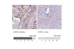 Immunohistochemistry analysis in human kidney and liver tissues using HPA071469 antibody. Corresponding FOXI1 RNA-seq data are presented for the same tissues.