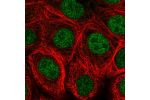 Immunofluorescent staining of human cell line MCF7 shows localization to nucleus.