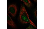 Immunofluorescent staining of human cell line U-2 OS shows localization to nucleus, nucleoli & cytosol.
