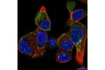 Immunofluorescent staining of human cell line Hep G2 shows localization to plasma membrane & vesicles.