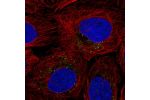 Immunofluorescent staining of human cell line U-2 OS shows localization to vesicles.