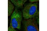 Immunofluorescent staining of human cell line U-2 OS shows localization to nucleoplasm & cytosol.
