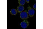 Immunofluorescent staining of human cell line HEL shows localization to vesicles.