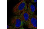 Immunofluorescent staining of human cell line HEK 293 shows localization to endoplasmic reticulum.