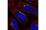 Immunofluorescent staining of human cell line U-2 OS shows localization to the Golgi apparatus.