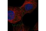 Immunofluorescent staining of human cell line U-2 OS shows localization to cell junctions.