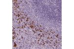 Immunohistochemical staining of human spleen shows strong cytoplasmic positivity in cells in red pulp.