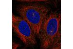 Immunofluorescent staining of human cell line U-2 OS shows localization to microtubule organizing center.