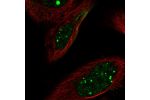 Immunofluorescent staining of human cell line U-2 OS shows localization to nucleus & nuclear bodies.