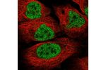 Immunofluorescent staining of human cell line U-2 OS shows localization to nucleoplasm.