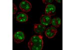 Immunofluorescent staining of human cell line NB-4 shows localization to nucleoplasm & nucleoli.