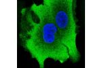 Immunofluorescent staining of human cell line A549 shows localization to plasma membrane & cytosol.