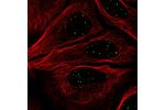 Immunofluorescent staining of human cell line U-2 OS shows localization to nuclear bodies.