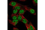 Immunofluorescent staining of human cell line Hep G2 shows localization to nucleoplasm.