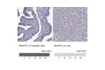 Immunohistochemistry analysis in human fallopian tube and liver tissues using Anti-MAATS1 antibody. Corresponding MAATS1 RNA-seq data are presented for the same tissues.