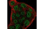 Immunofluorescent staining of human cell line Hep G2 shows localization to nucleoplasm.