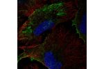Immunofluorescent staining of human cell line U-2 OS shows localization to plasma membrane.