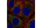 Immunofluorescent staining of human cell line HaCaT shows localization to mitochondria.