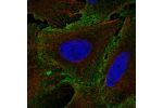 Immunofluorescent staining of human cell line U-2 OS shows localization to plasma membrane.