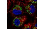 Immunofluorescent staining of human cell line A549 shows localization to mitochondria.
